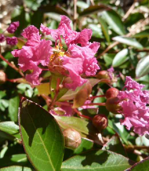 Lagerstroemia Indica Rubra Repens